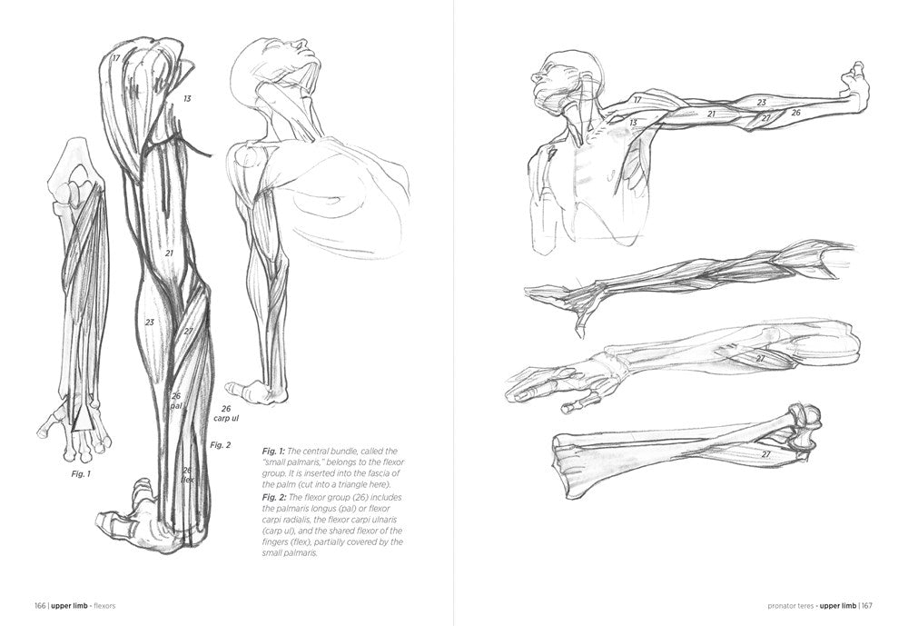 Morpho: Anatomy for Artists