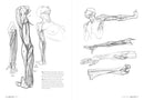 Morpho: Anatomy for Artists