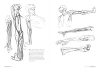 Morpho: Anatomy for Artists