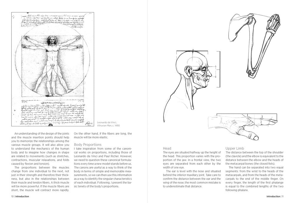 Morpho: Anatomy for Artists