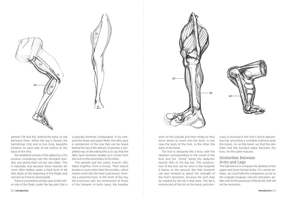 Morpho: Anatomy for Artists