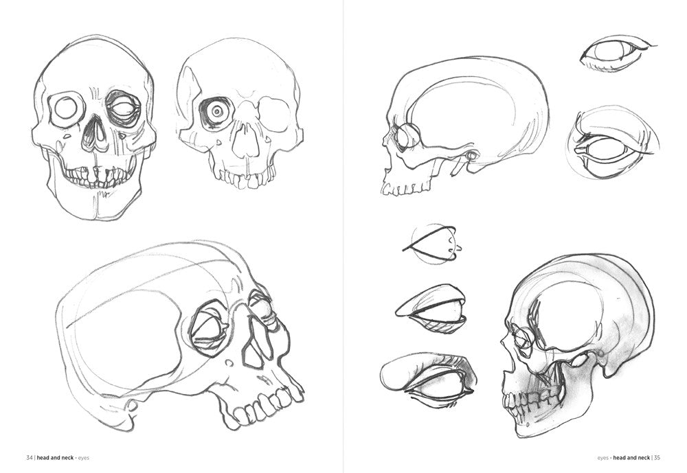 Morpho: Anatomy for Artists