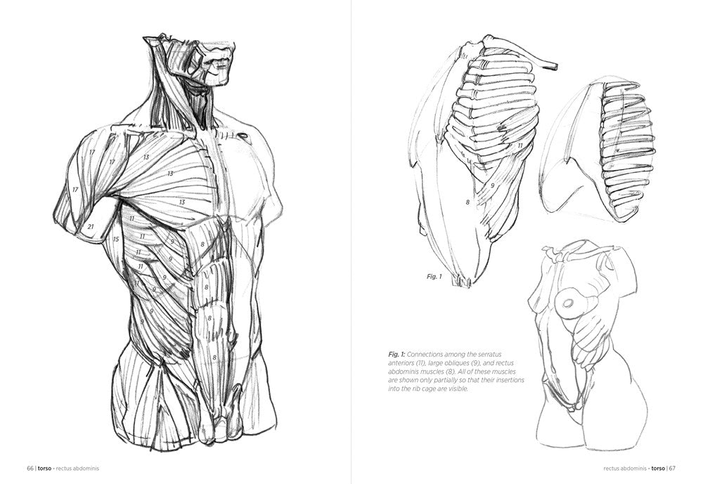 Morpho: Anatomy for Artists