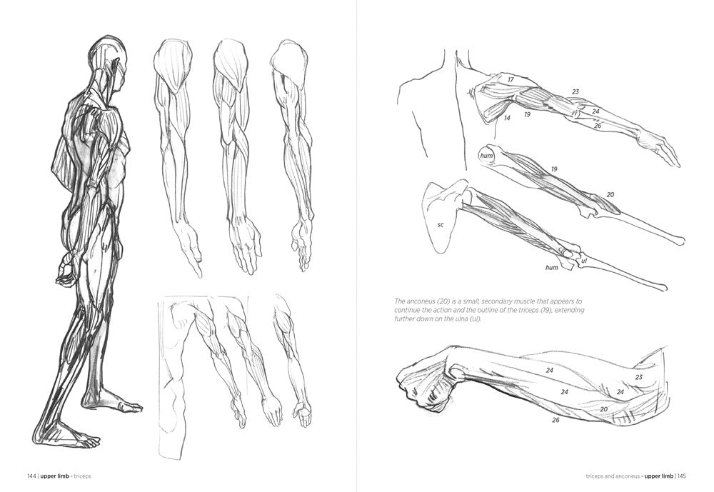 Morpho: Anatomy for Artists