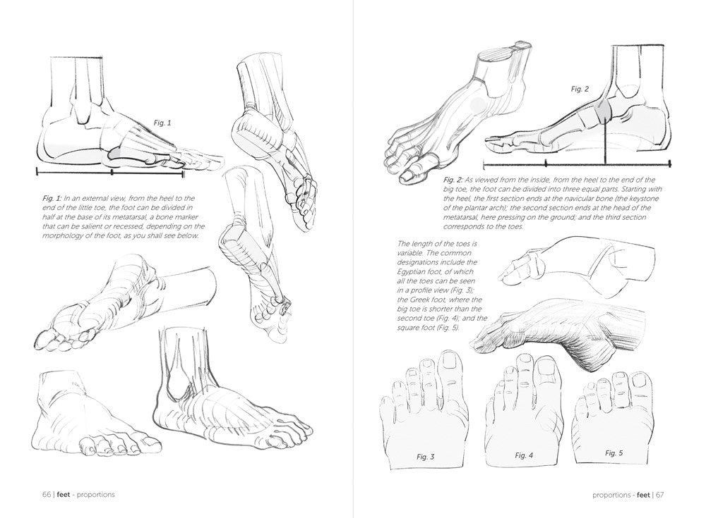 Morpho: Hands and Feet: Anatomy for Artists (Morpho: Anatomy for Artists, 5)