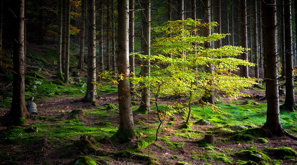 The Hidden Life of Trees: The Illustrated Edition (David Suzuki Institute)
