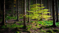 The Hidden Life of Trees: The Illustrated Edition (David Suzuki Institute)