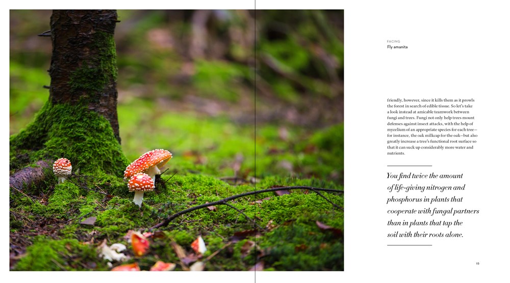 The Hidden Life of Trees: The Illustrated Edition (David Suzuki Institute)