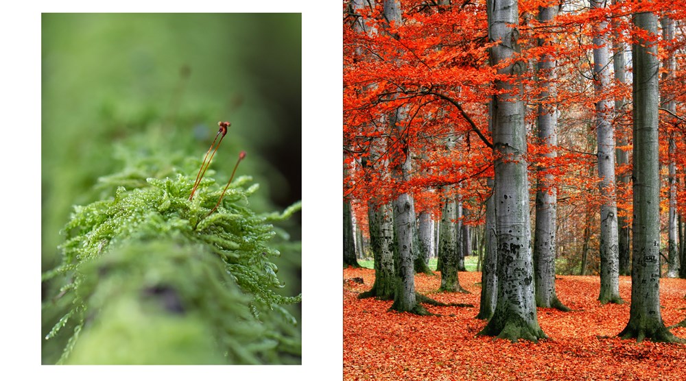 The Hidden Life of Trees: The Illustrated Edition (David Suzuki Institute)