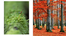 The Hidden Life of Trees: The Illustrated Edition (David Suzuki Institute)