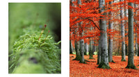 The Hidden Life of Trees: The Illustrated Edition (David Suzuki Institute)