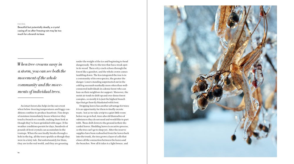 The Hidden Life of Trees: The Illustrated Edition (David Suzuki Institute)