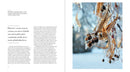 The Hidden Life of Trees: The Illustrated Edition (David Suzuki Institute)