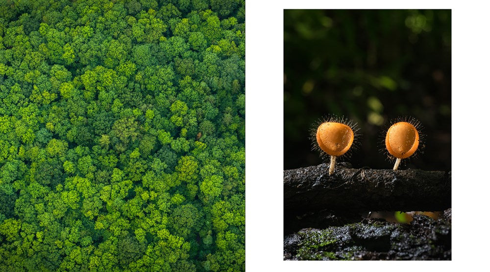 The Hidden Life of Trees: The Illustrated Edition (David Suzuki Institute)