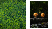 The Hidden Life of Trees: The Illustrated Edition (David Suzuki Institute)