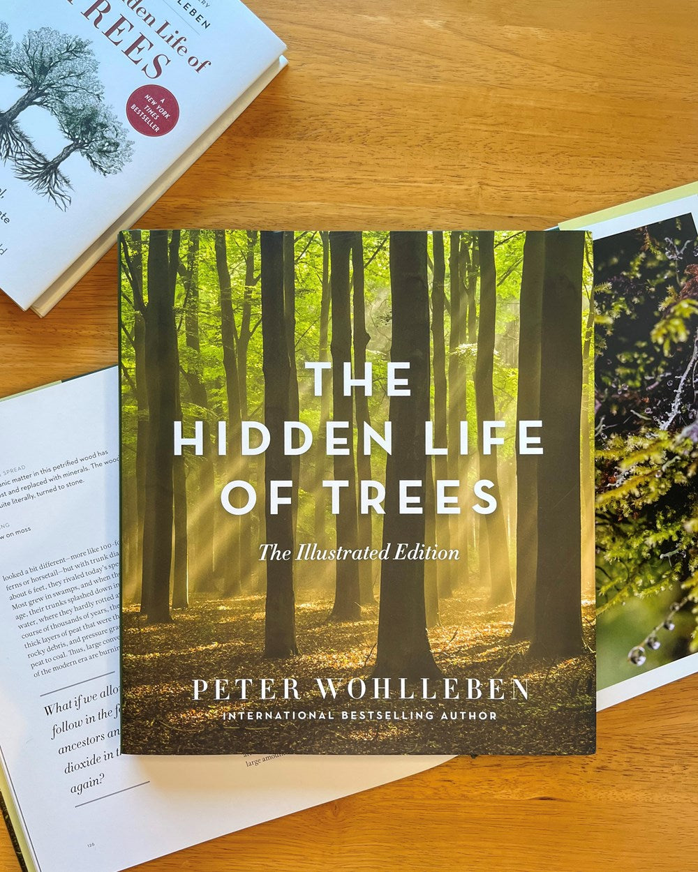 The Hidden Life of Trees: The Illustrated Edition (David Suzuki Institute)
