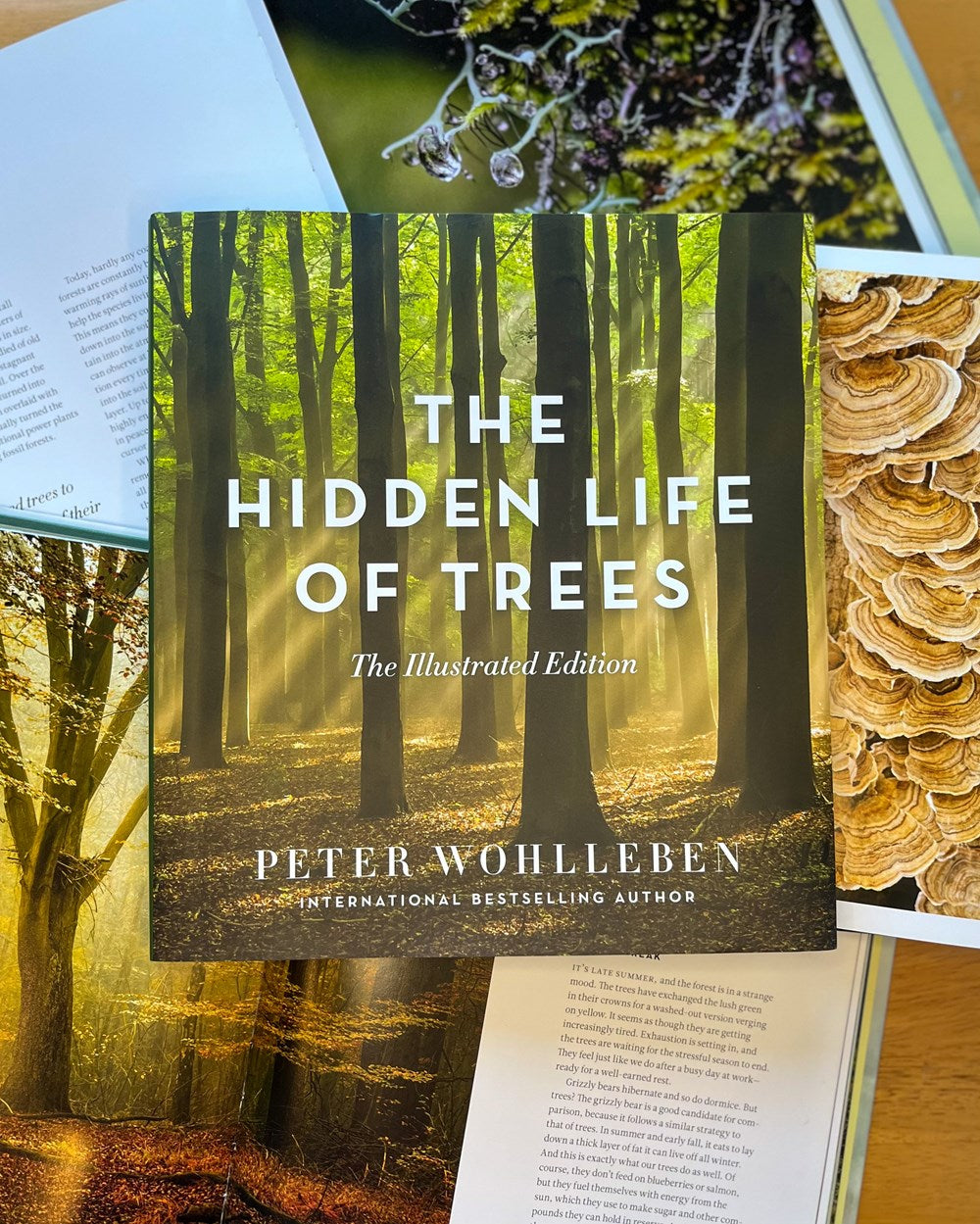 The Hidden Life of Trees: The Illustrated Edition (David Suzuki Institute)