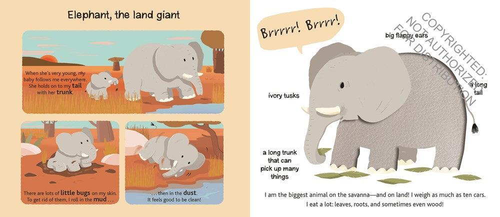 Touch and Explore: Safari