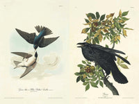The Birds of America